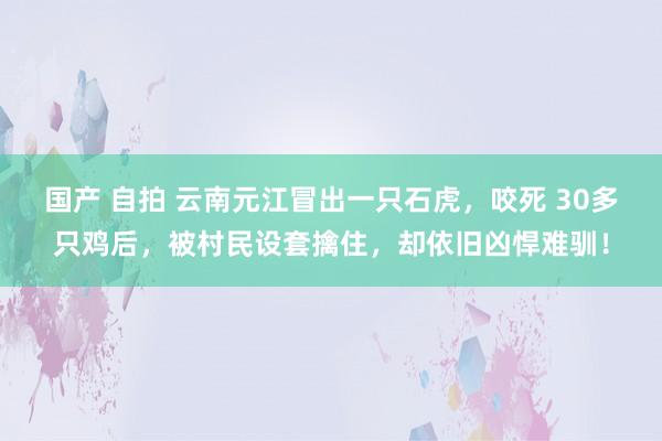 国产 自拍 云南元江冒出一只石虎，咬死 30多只鸡后，被村民设套擒住，却依旧凶悍难驯！