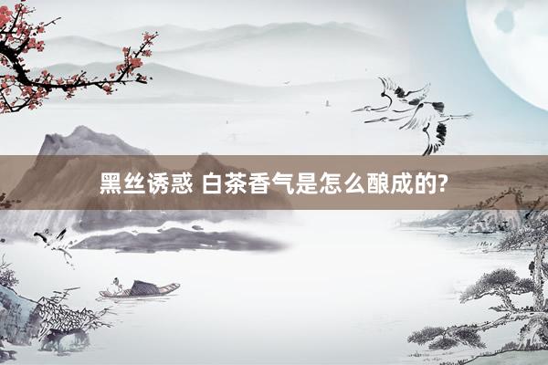 黑丝诱惑 白茶香气是怎么酿成的?