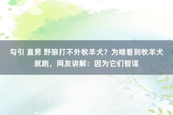 勾引 直男 野狼打不外牧羊犬？为啥看到牧羊犬就跑，网友讲解：因为它们智谋